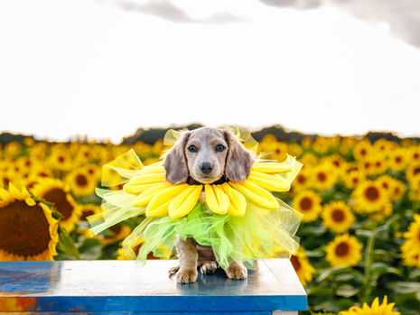 Sunflower Costume Contest for Dogs: 2024 Recap