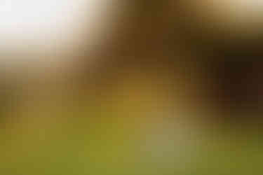 A dog gets ready to leap for his frisbee