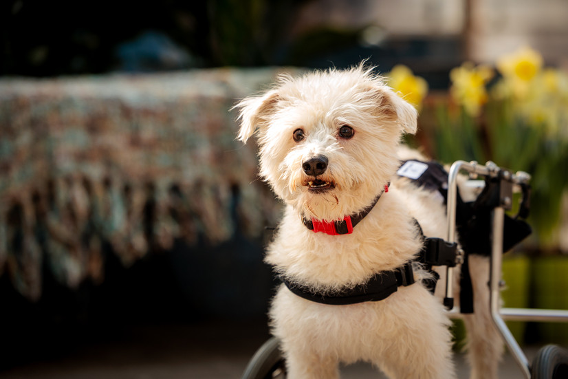 A scruffy white dog with a wheelchair poses for photos