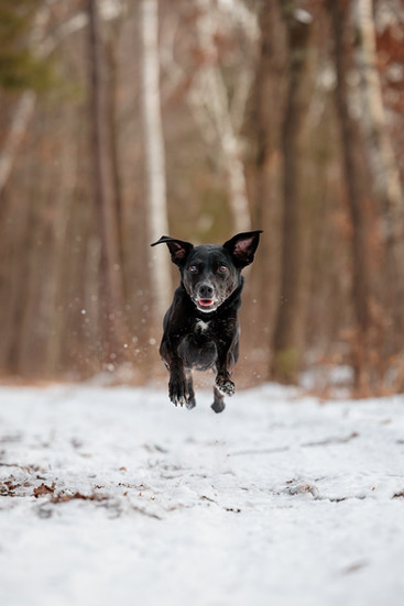 winter dog photography minnesota