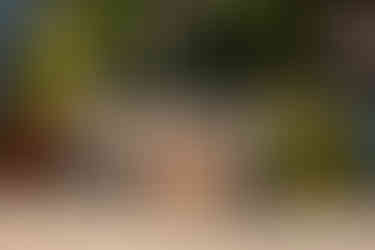 A great dane mix poses for photos