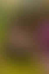 Ferrets pose for photos