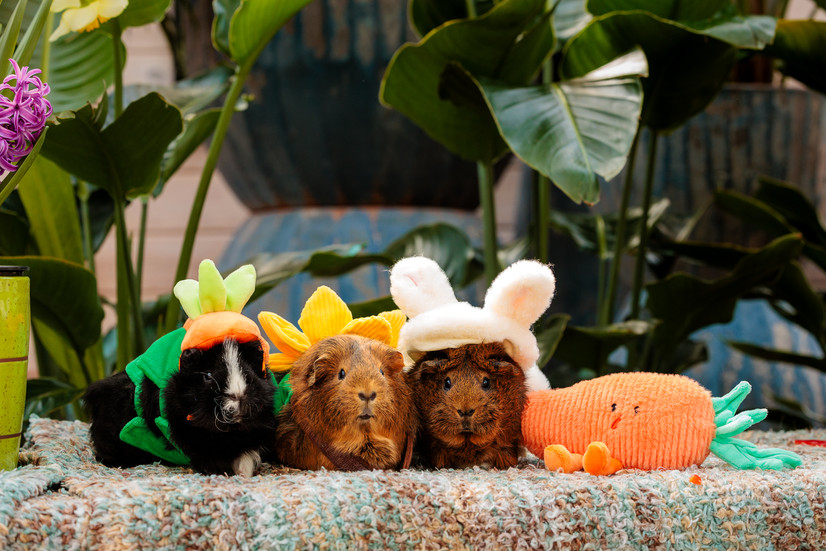 Three guinea pigs pose for a photo together.