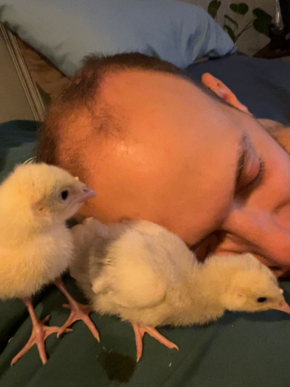 Cooping it all together