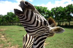 Ponderosa Adventure Park