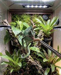 chameleon enclosure with chameleon on branch