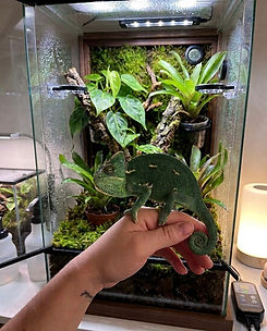 chameleon on hand infront of chameleon enclosure