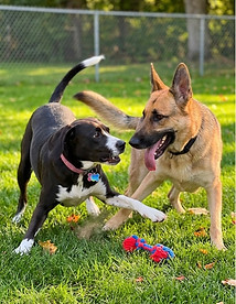 two dogs playfully playing