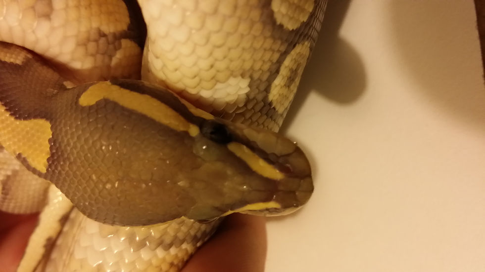 Personal Animal