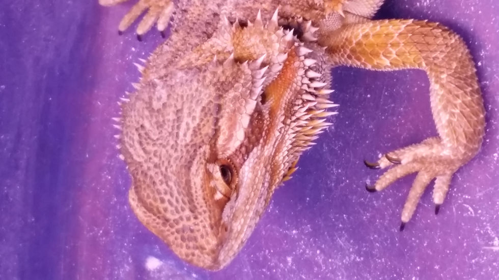 Personal Animal