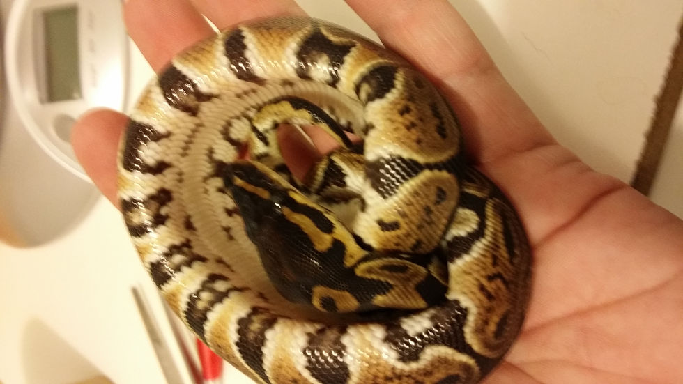 Personal Animal