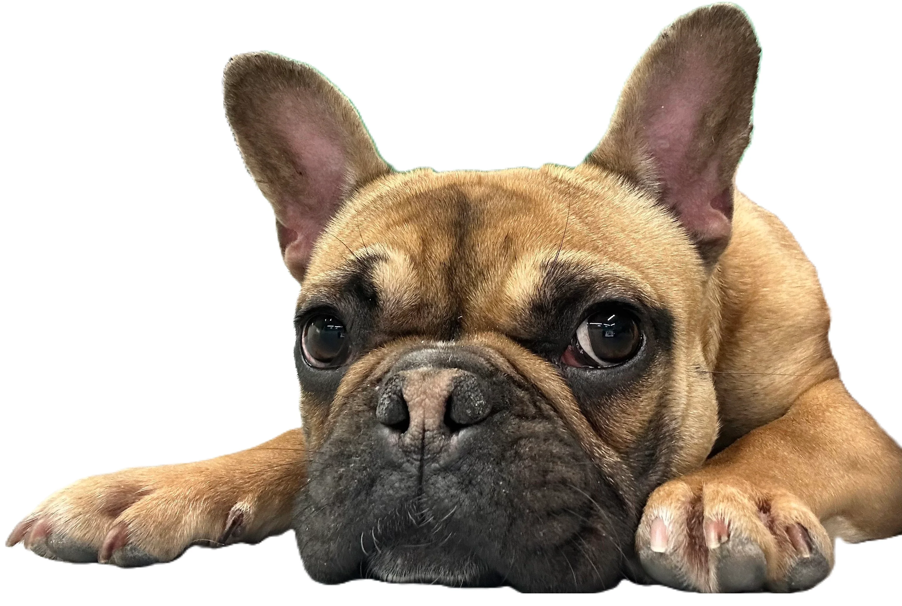 Pet star deals