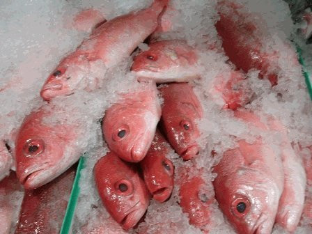 Red Snapper | Kingston Int'L Mrkt