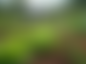 How Your Donations Impact Haiti's Future