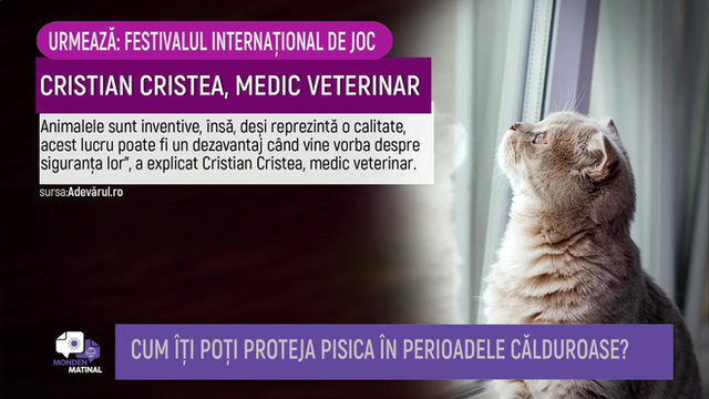 Metropola TV Matinal — cum îți protejezi pisica la geam
