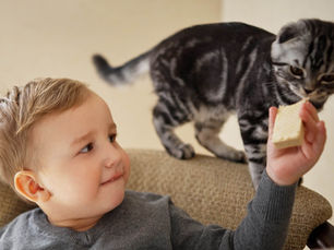 Top 10 alimente dăunătoare pentru pisica ta