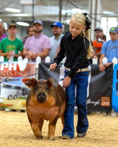 Swine mortality insurance coverage