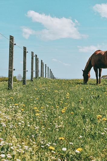 Goodbye Horses_edited_edited.jpg