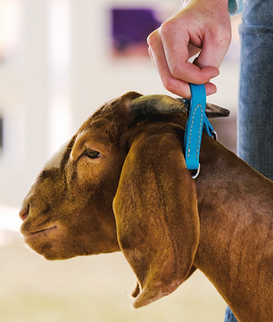 Healthy show goat representing simple sheep and goat mortality coverage