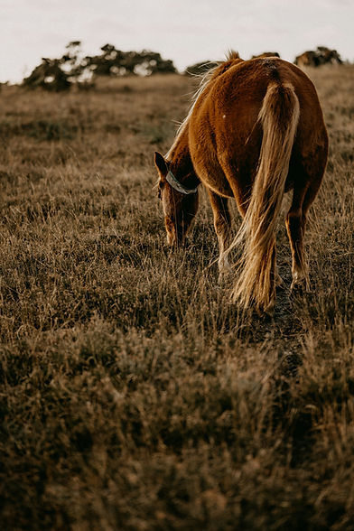 annie-spratt-ZlQaNO85dSw-unsplash (1).jpg