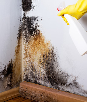 Black mold in the corner of room wall