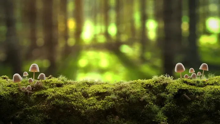 small-mushrooms-green-moss-autumn-600nw-2033990228.webp