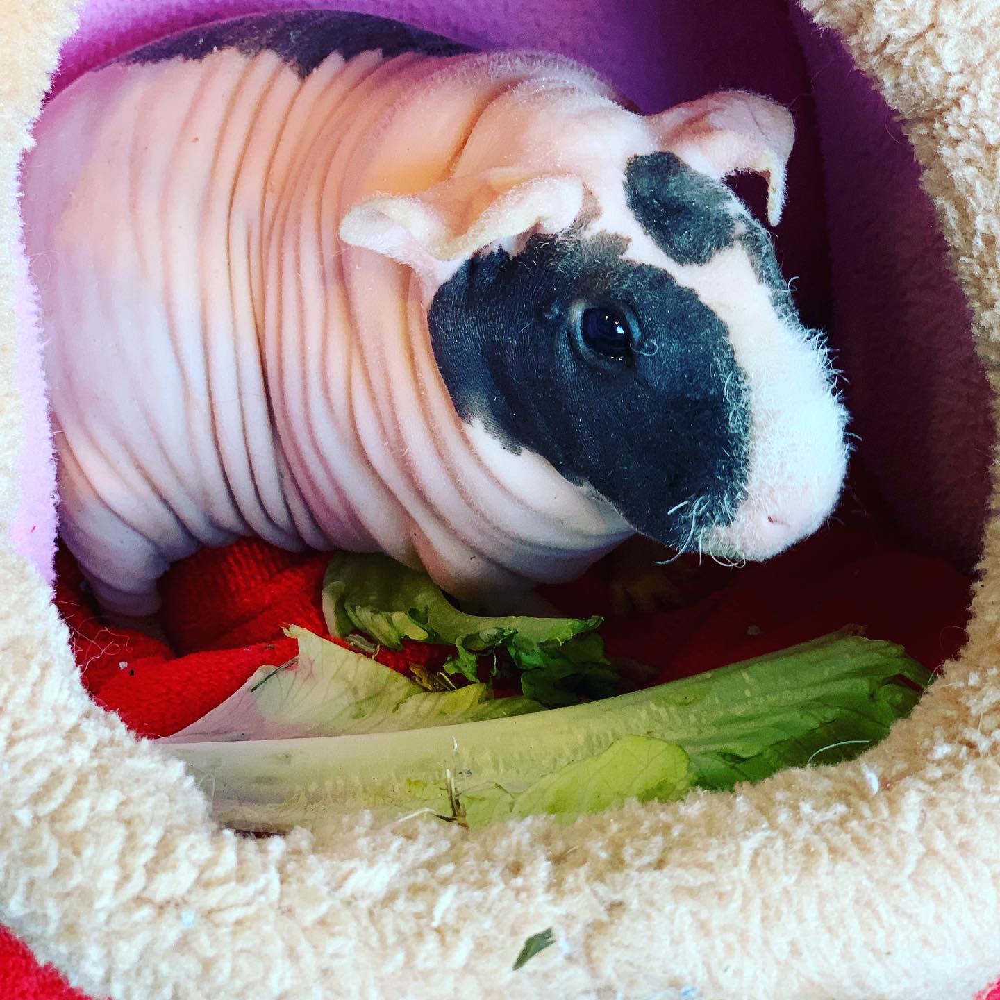 Beach Groomers Pet Salon