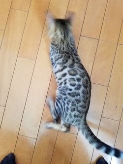 豊橋ベンガル猫　ヒョウ柄猫　人気の猫