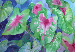 Caladiums