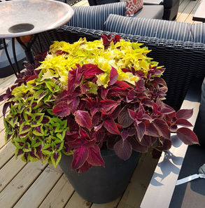 Plant #3.jpg-2023-3-20 11.56.6.jpg