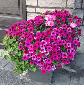 Plant #18.jpg-2023-3-20 11.56.6.jpg