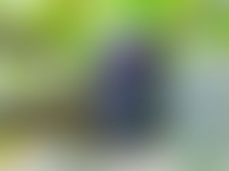 彦根のぶどう販売開始 8/13〜 トガノツバメ