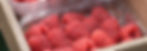 Cueillette Framboise