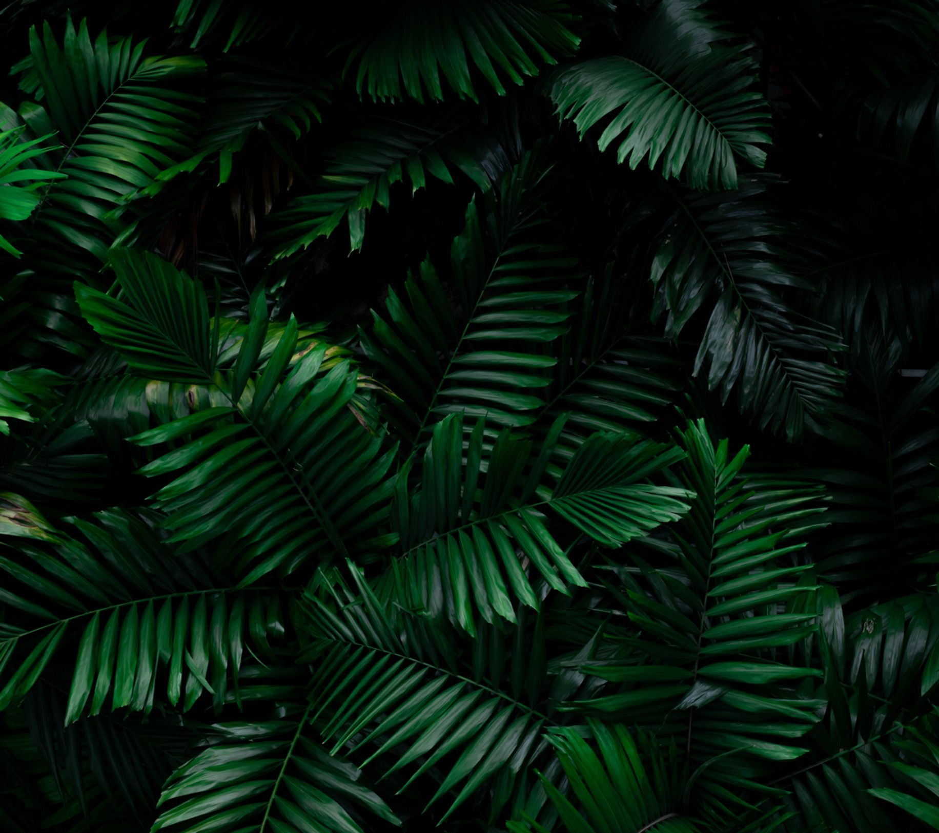 fern-leaves-on-dark-background-in-jungle-dense-dark-green-fern-leaves-in-garden-at-night-n