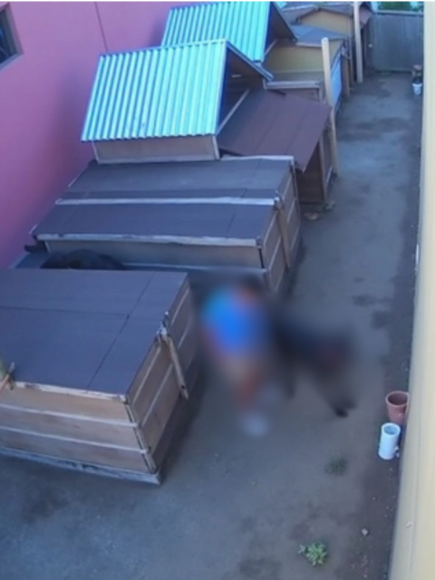 Criança mata animais em abrigo veterinário: caso reacende discussões sobre saúde mental infantil