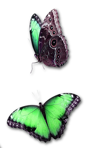 Butterfly 1 copy 3.png