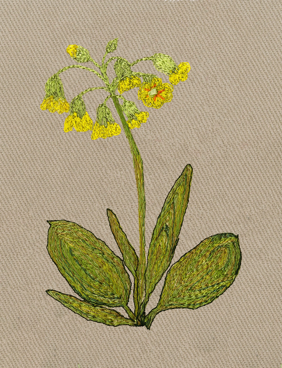 Cowslip