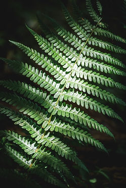 Fern for Yoga Classes