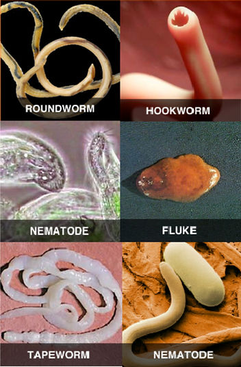 Parasite Article_edited.jpg
