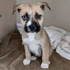 Screen Shot 2020-02-21 at 11.23.19 AM.pn