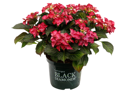 Black Diamonds Dark Angel Purple 