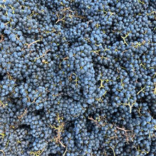 Harvesting our 2023 Crop