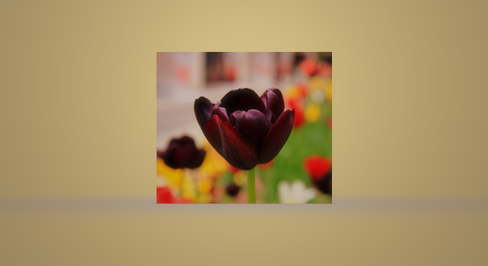 Black Tulip Essence Attunement: Deepen Life Knowledge & Spiritual Knowledge