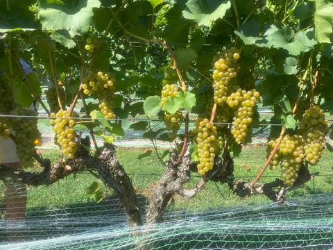 Everleigh Vineyards & Brewing 9