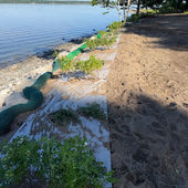 Shoreline Planting Project