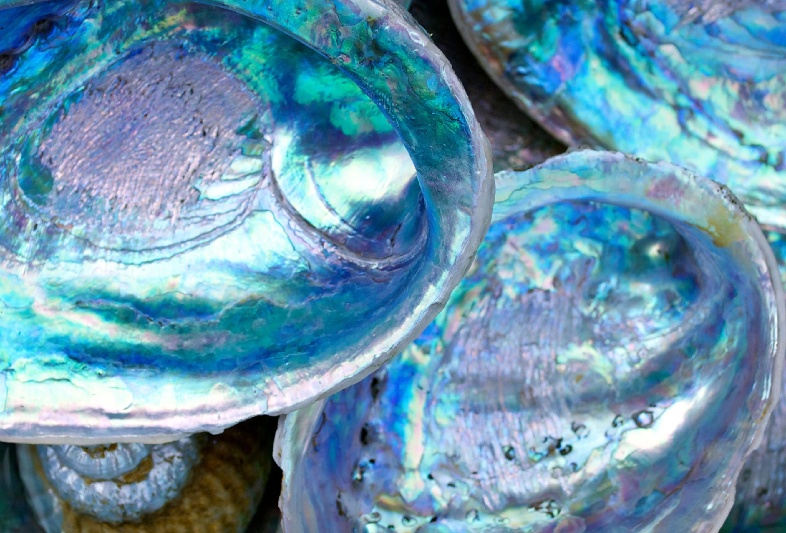 Abalone shell