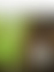 Great Article from The House & Home Magazine on The Enchanted Forest