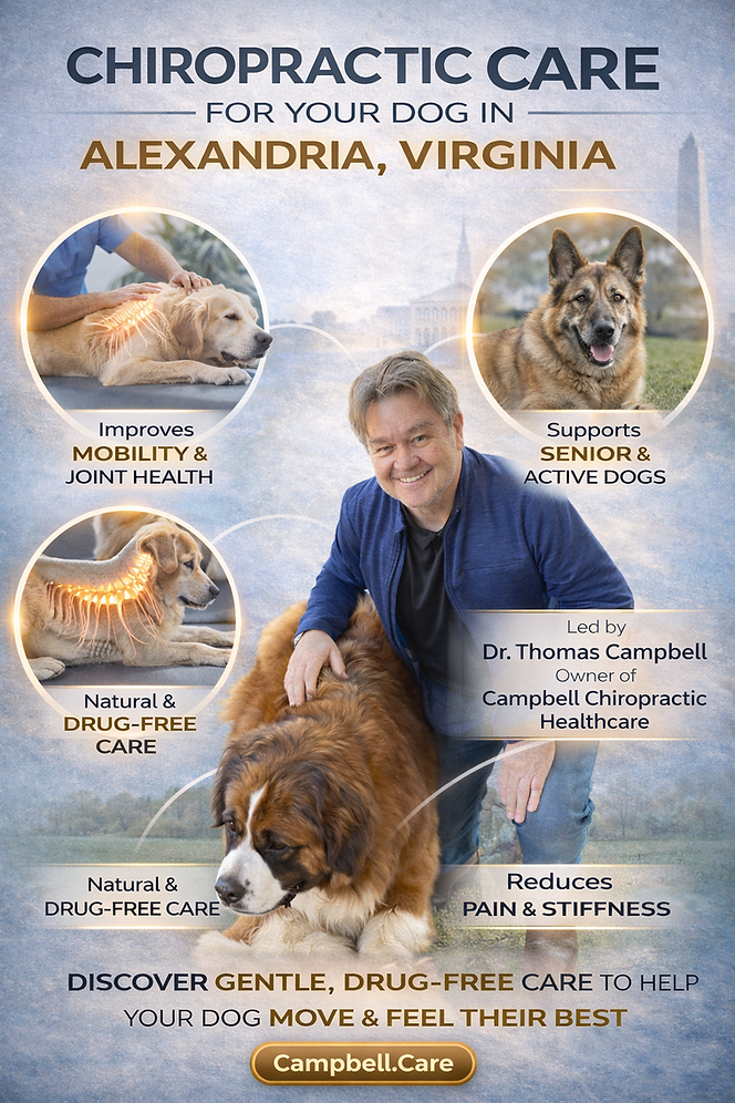 Chiropractic Care for Your Dog in Alexandria, Virginia