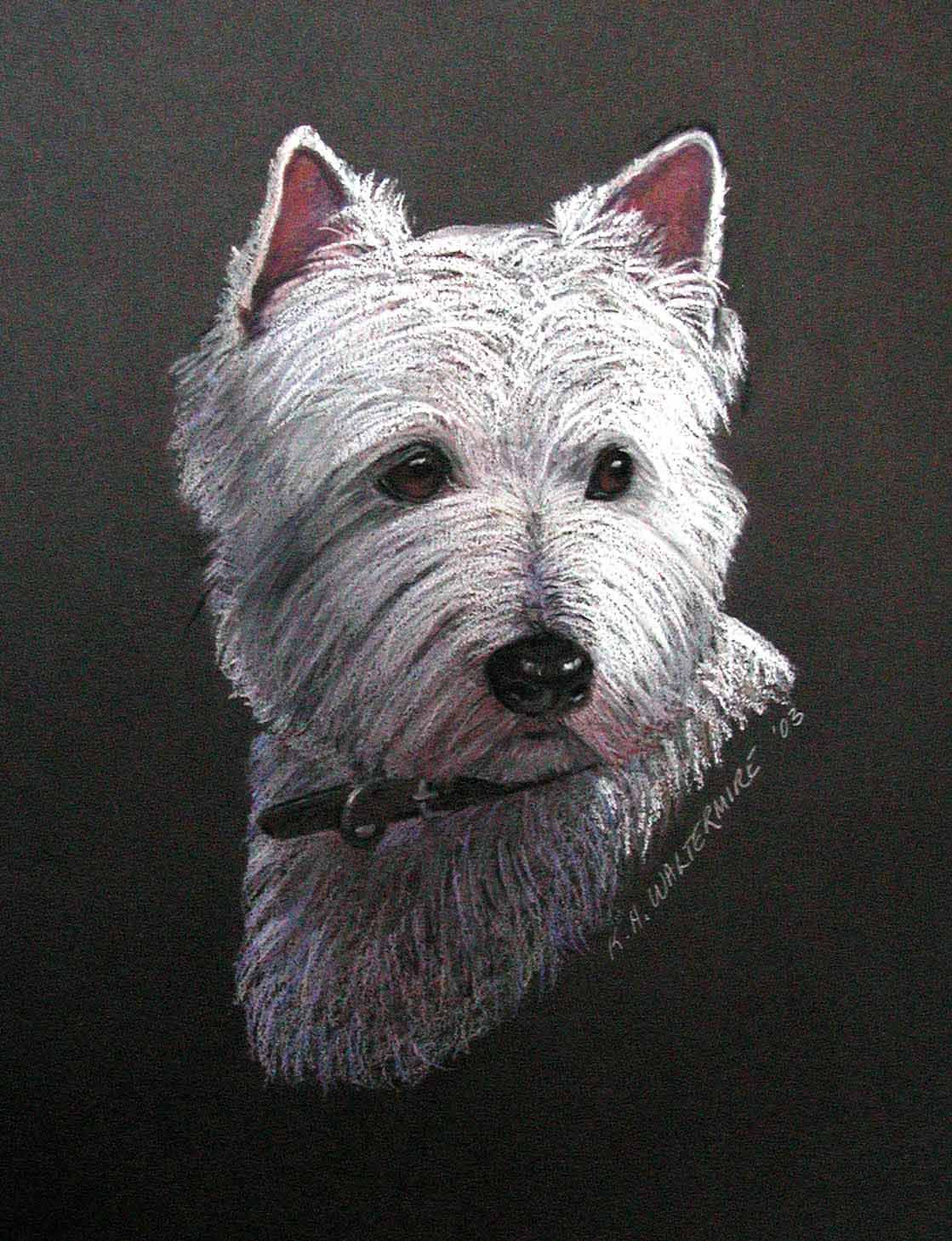 Westie