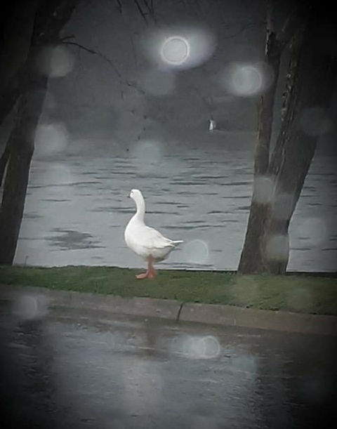 garywaddlingintherain_Jennifer Leigh West_8 x 10_$50.jpg